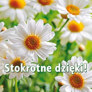 Perełka 263 Stokrotne dzięki