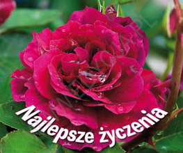 Perełka 200. Najlepsze życzenia
